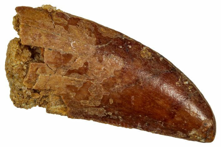 Serrated Raptor Tooth - Real Dinosaur Tooth #333324